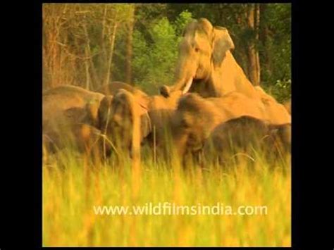 elefant pornos|Rare footage shows Asian elephants mating .